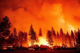 Wildfire